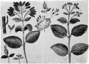 M0001350 Cinchona Peruviana.