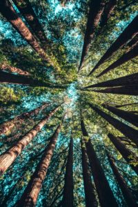 Earth Day trees
